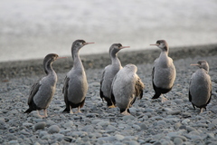 Phalacrocorax punctatus