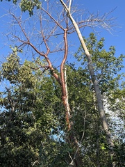 Bursera simaruba