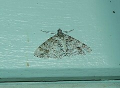 Myrioblephara desumpta