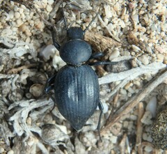 Tentyria mucronata