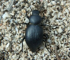Tentyria mucronata