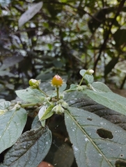 Lycianthes radiata