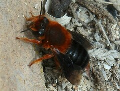 Megachile sicula