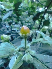 Lycianthes radiata