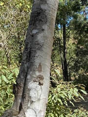 Cecropia obtusifolia