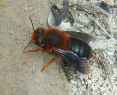 Megachile sicula