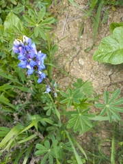 Lupinus succulentus