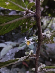 Lycianthes radiata
