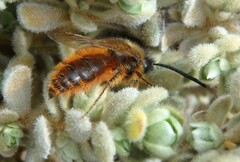 Dasyscolia ciliata
