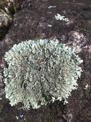 Xanthoparmelia plittii