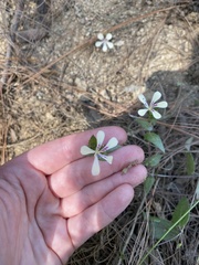 Stellaria cuspidata