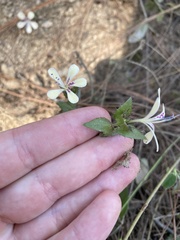 Stellaria cuspidata