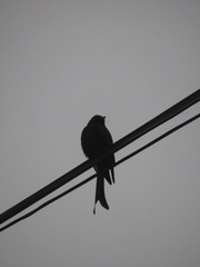 Dicrurus macrocercus