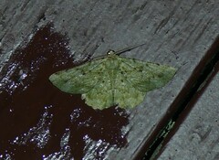 Aeolochroma viridicata