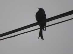 Dicrurus macrocercus