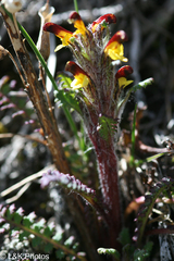 Pedicularis oederi
