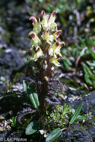 Oeder's lousewort (Pedicularis oederi)