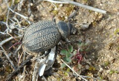 Pimelia cribra