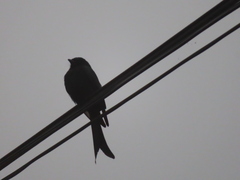 Dicrurus macrocercus