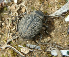 Pimelia cribra