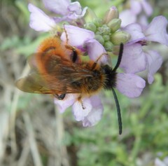 Dasyscolia ciliata