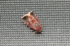 Micrathetis canifimbria