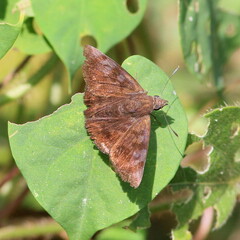 Pellicia dimidiata dimidiata