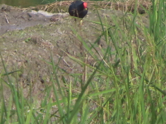 Gallinula chloropus chloropus