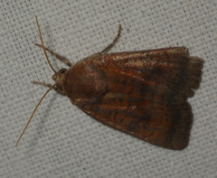 Noctua interjecta