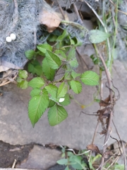 Bidens pilosa pilosa
