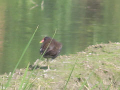 Gallinula chloropus chloropus
