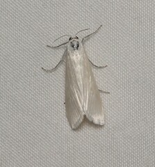 Tipanaea