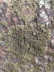 Montanelia sorediata