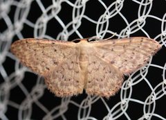 Idaea trissorma