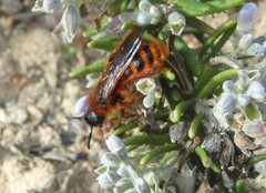Dasyscolia ciliata