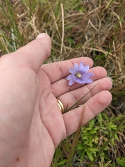 Pinguicula caerulea