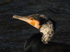 Phalacrocorax carbo sinensis