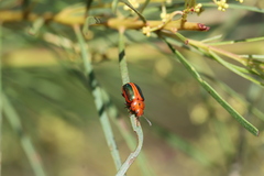 Calomela curtisi