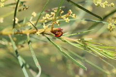 Calomela curtisi