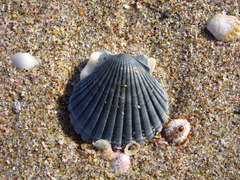 Pecten novaezelandiae