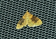 Conogethes semifascialis