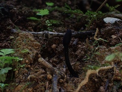 Trichoglossum