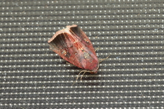 Micrathetis canifimbria