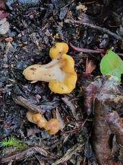Cudonia spathulata