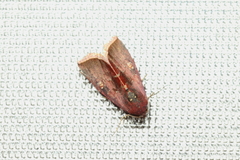 Micrathetis canifimbria