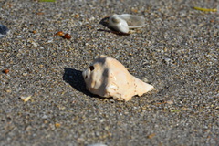 Sinistrofulgur sinistrum