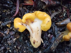 Cudonia spathulata