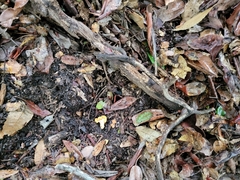 Cudonia spathulata