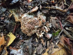 Cudonia spathulata