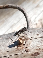 Cyrtopogon